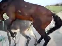 Horse fucking a female horse with its cock